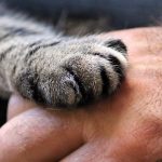 cat's paw, hand, cat, human, pet, trust, shake hands, close up, paw, paw print, puss, fur, domestic cat, animal, domestic animal, fluffy, nature, cute, animal paws, mackerel, cat paw