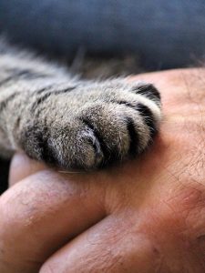 Katzentraining wie(so)? cat's paw, hand, cat, human, pet, trust, shake hands, close up, paw, paw print, puss, fur, domestic cat, animal, domestic animal, fluffy, nature, cute, animal paws, mackerel, cat paw