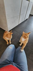 Katzensitting 20240525 202211