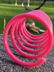 Katzensitting 20240526 201425