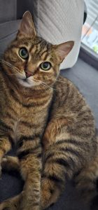 Katzensitting 20240726 201416