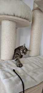 Katzensitting 20251015 092050